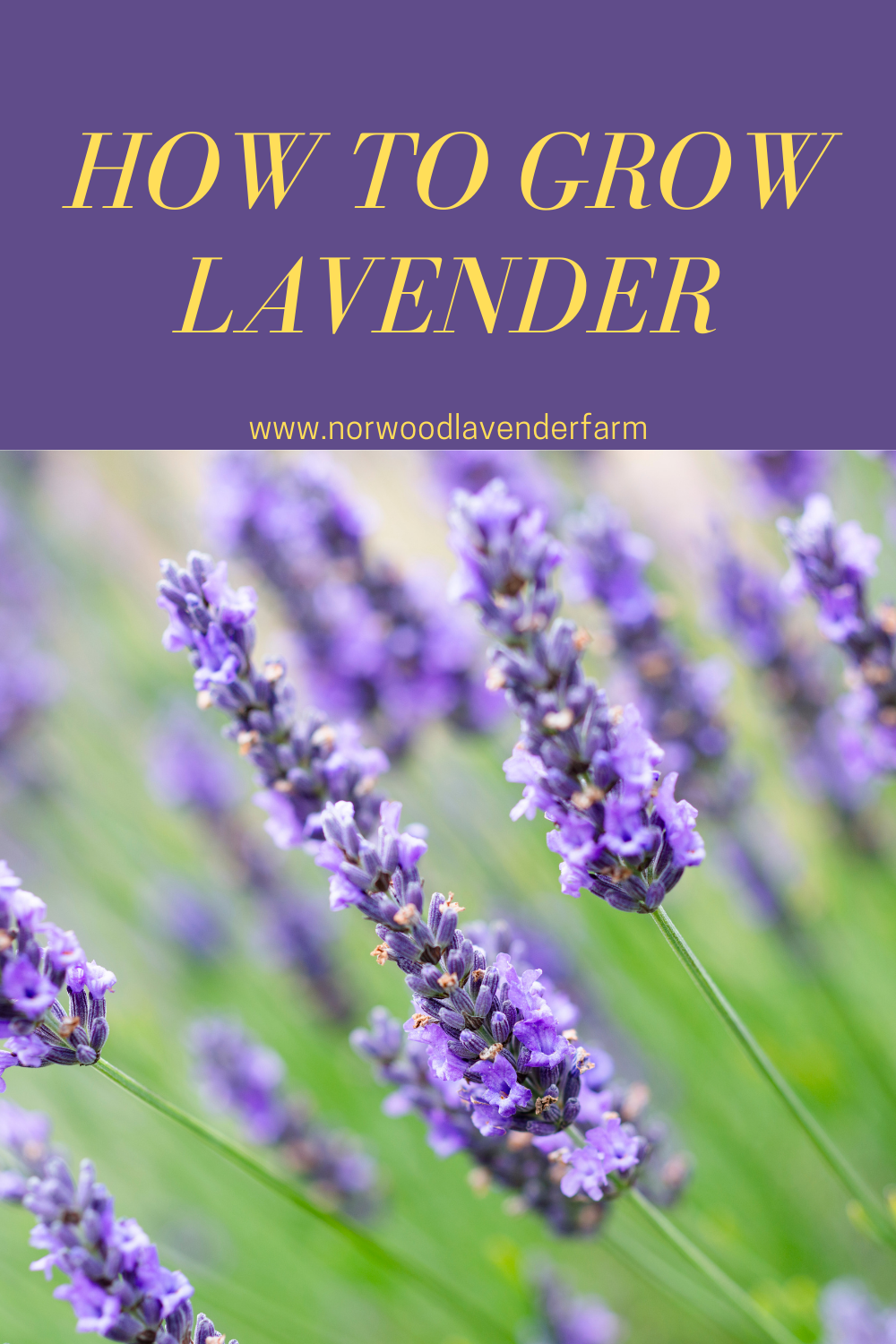 How to Grow Lavender in Your Backyard Garden