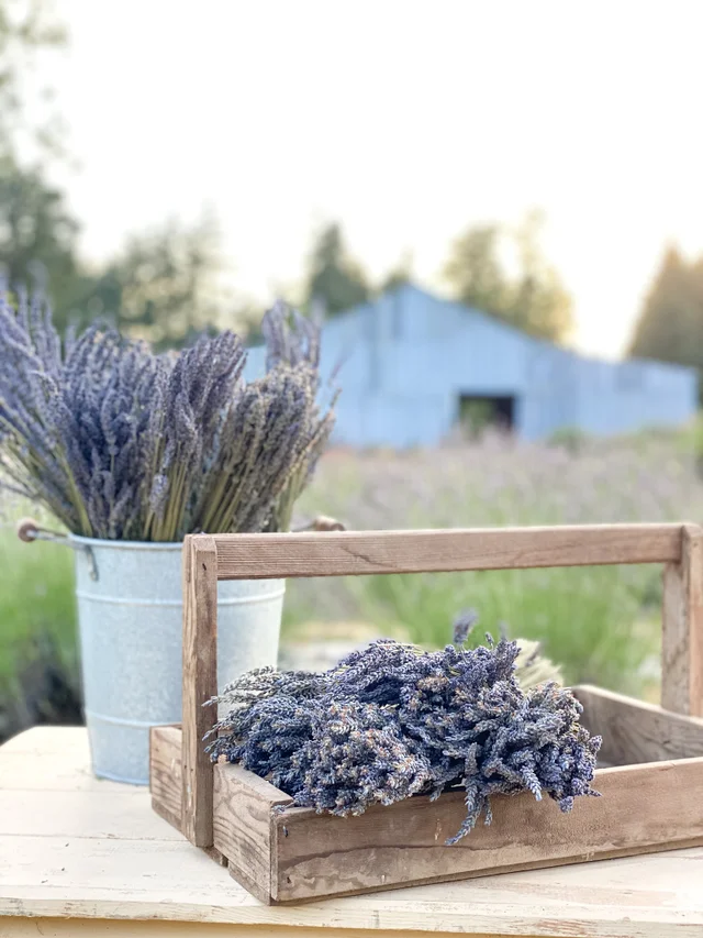 Timoo Dried Lavender Bundles 100% Natural Dried Lavender Flowers for Home  Decoration, Photo Props, Home Fragrance, 4 Bundles Pack